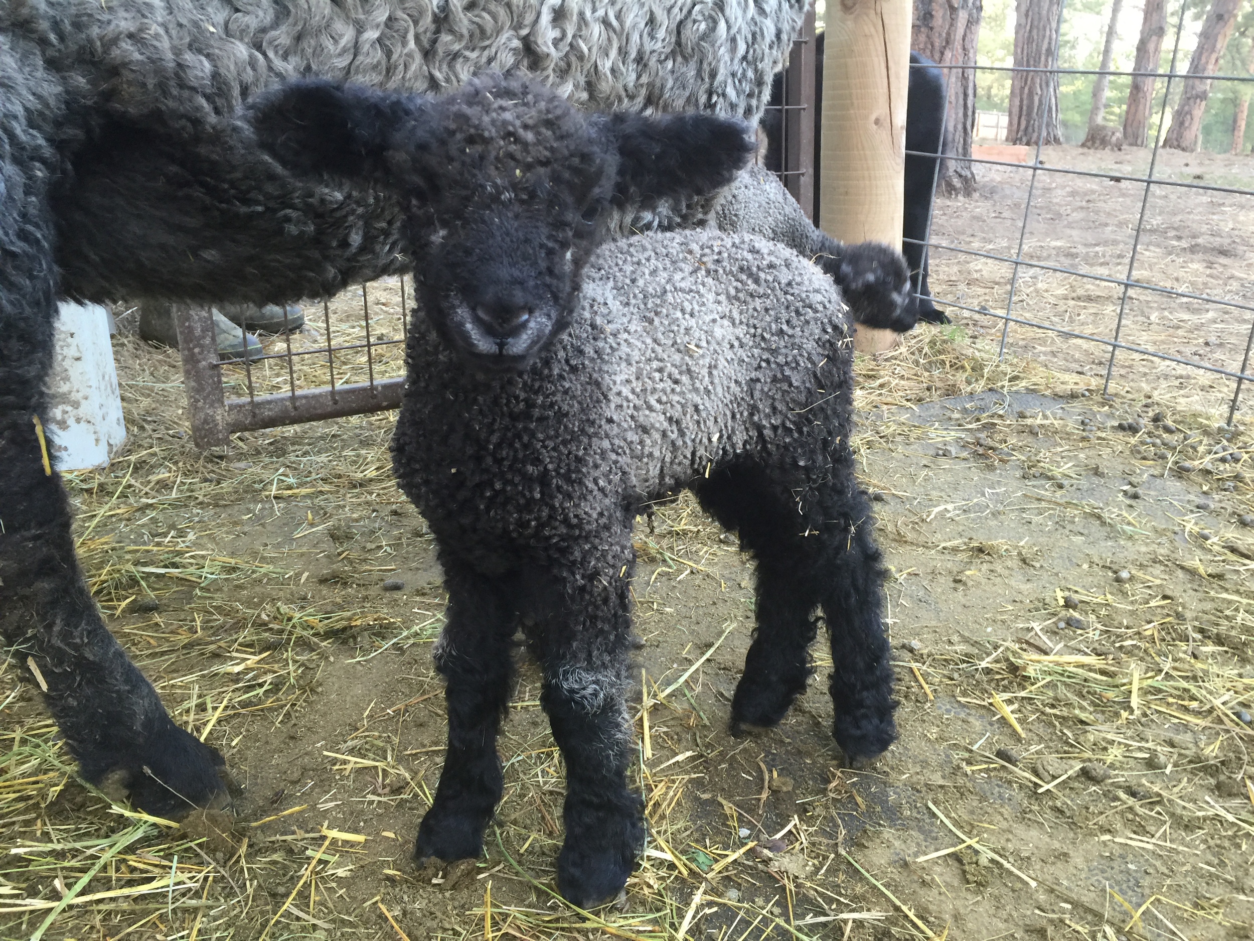 This pretty little ewe lamb is Georgiana. She is out of Astrid x Gunter. 