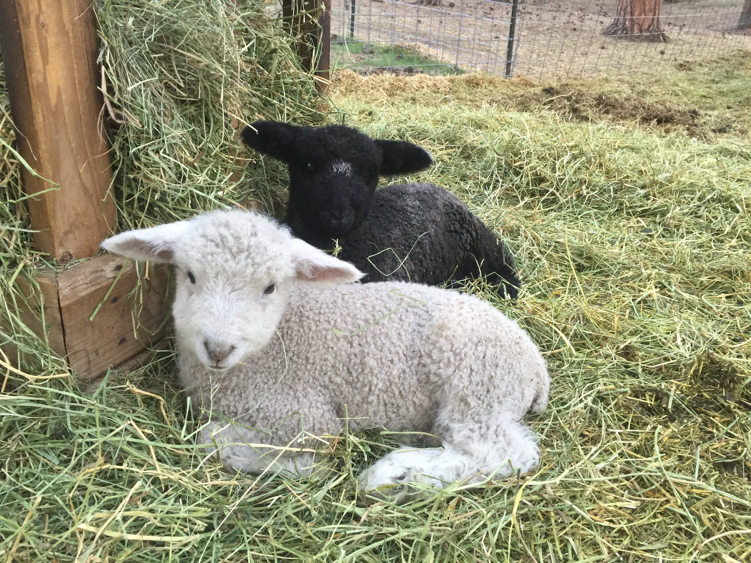 Bingley and Caroline hiding from all the activity with the new baby lamb, Fitz.