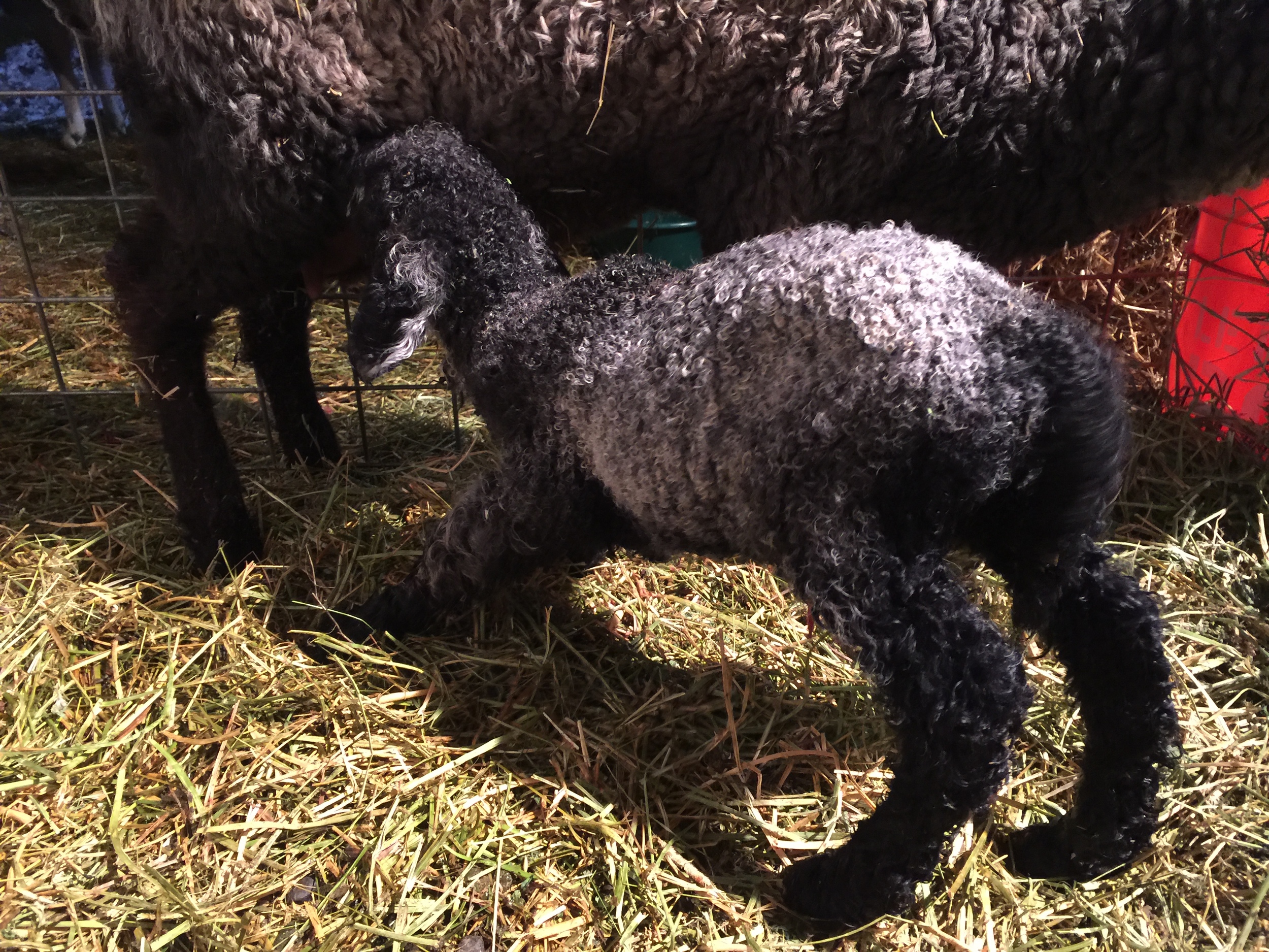 Our final lamb of the season, Wickham joins the rest of the gang. He is a beautiful ram lamb out of Athena x Gilbert.