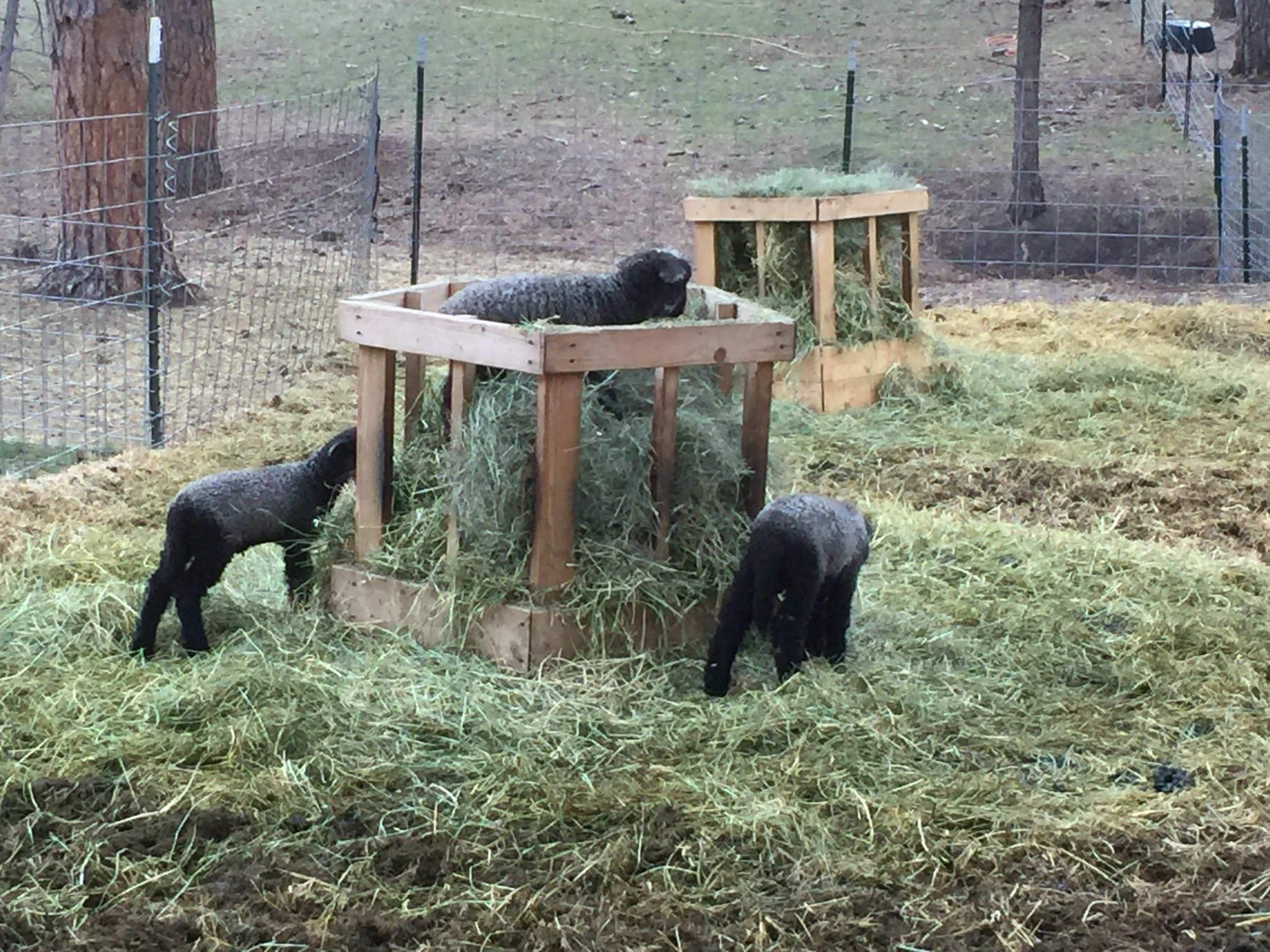 Lizzy, Jane and Darcy playing king of the hill. Jane is the big winner at this point.