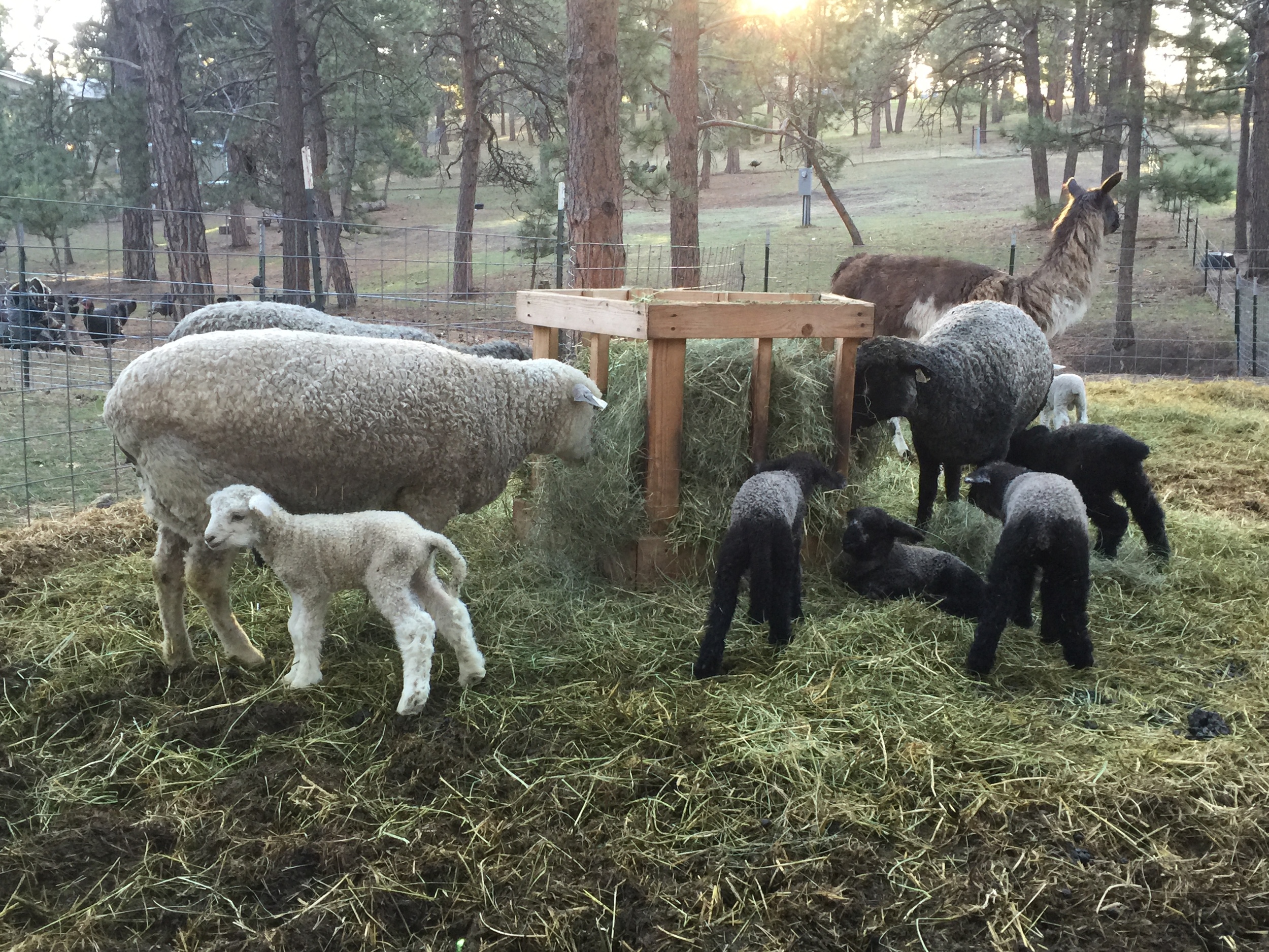 A beautiful morning, most of the lambs are trying out the hay in the feeders.