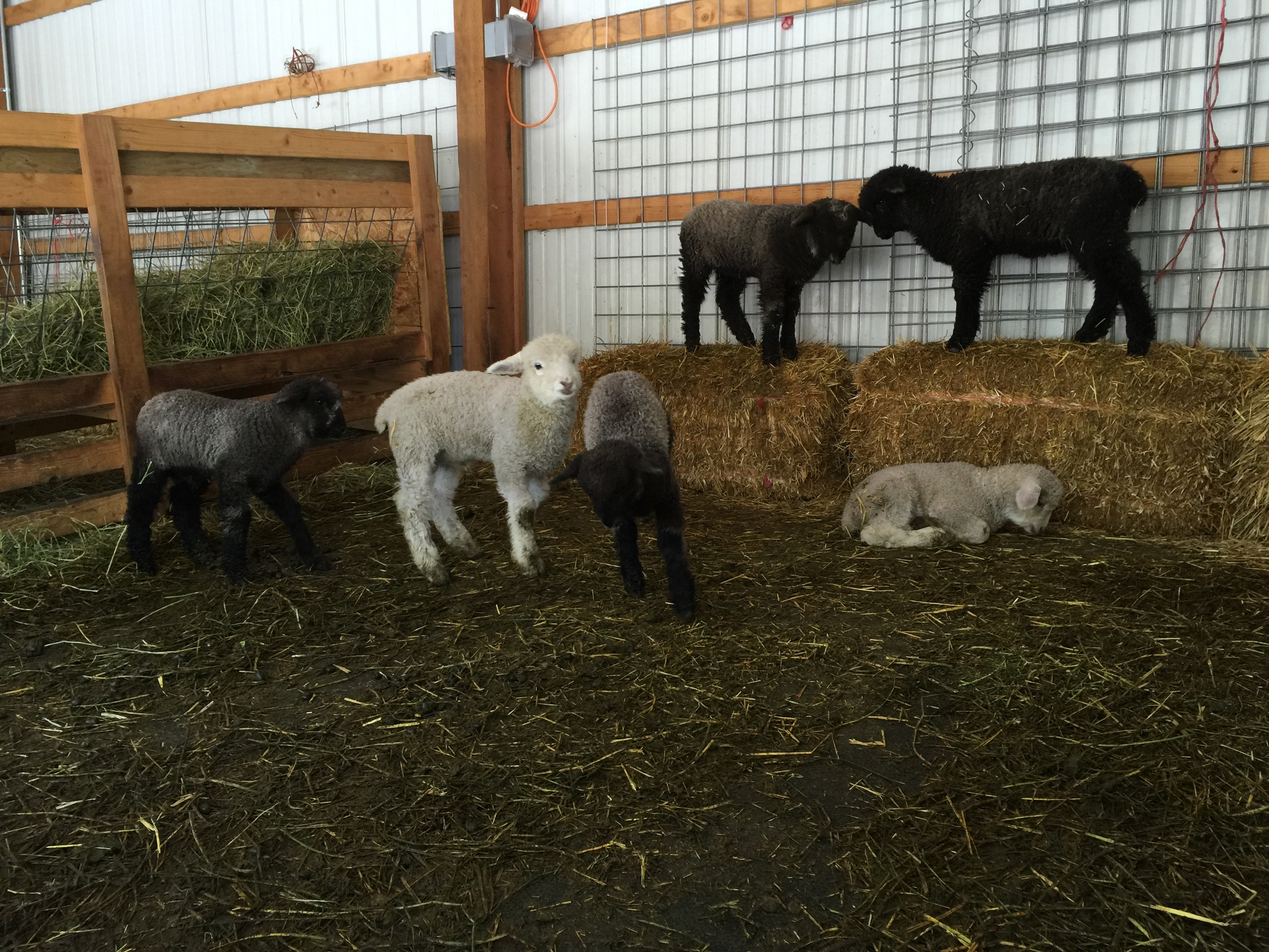 Darcy, Bingley, Georgiana, Jane, Caroline and Fitzwilliam playing in the loafing shed.