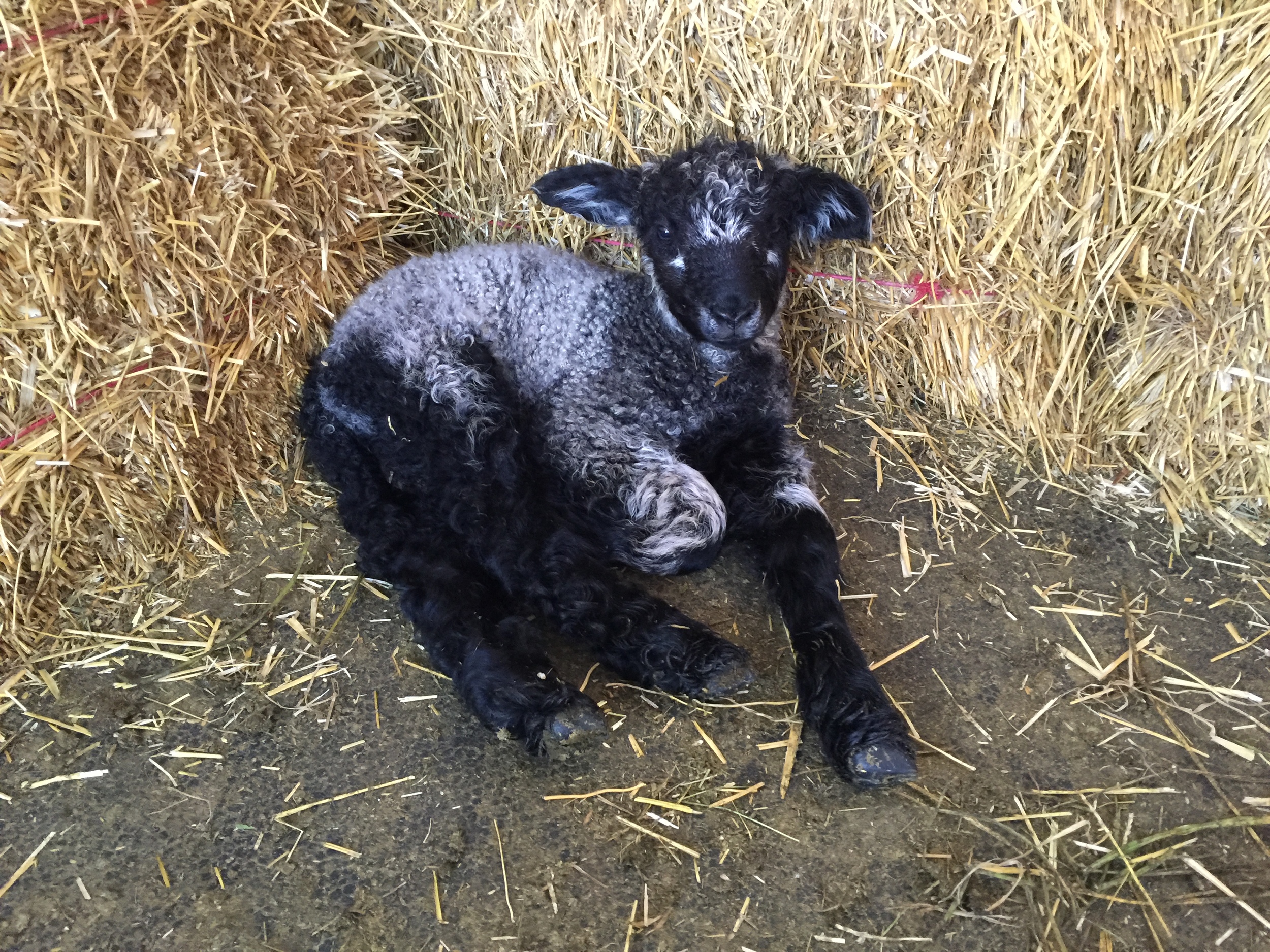 Wickham has the most unusual markings!
