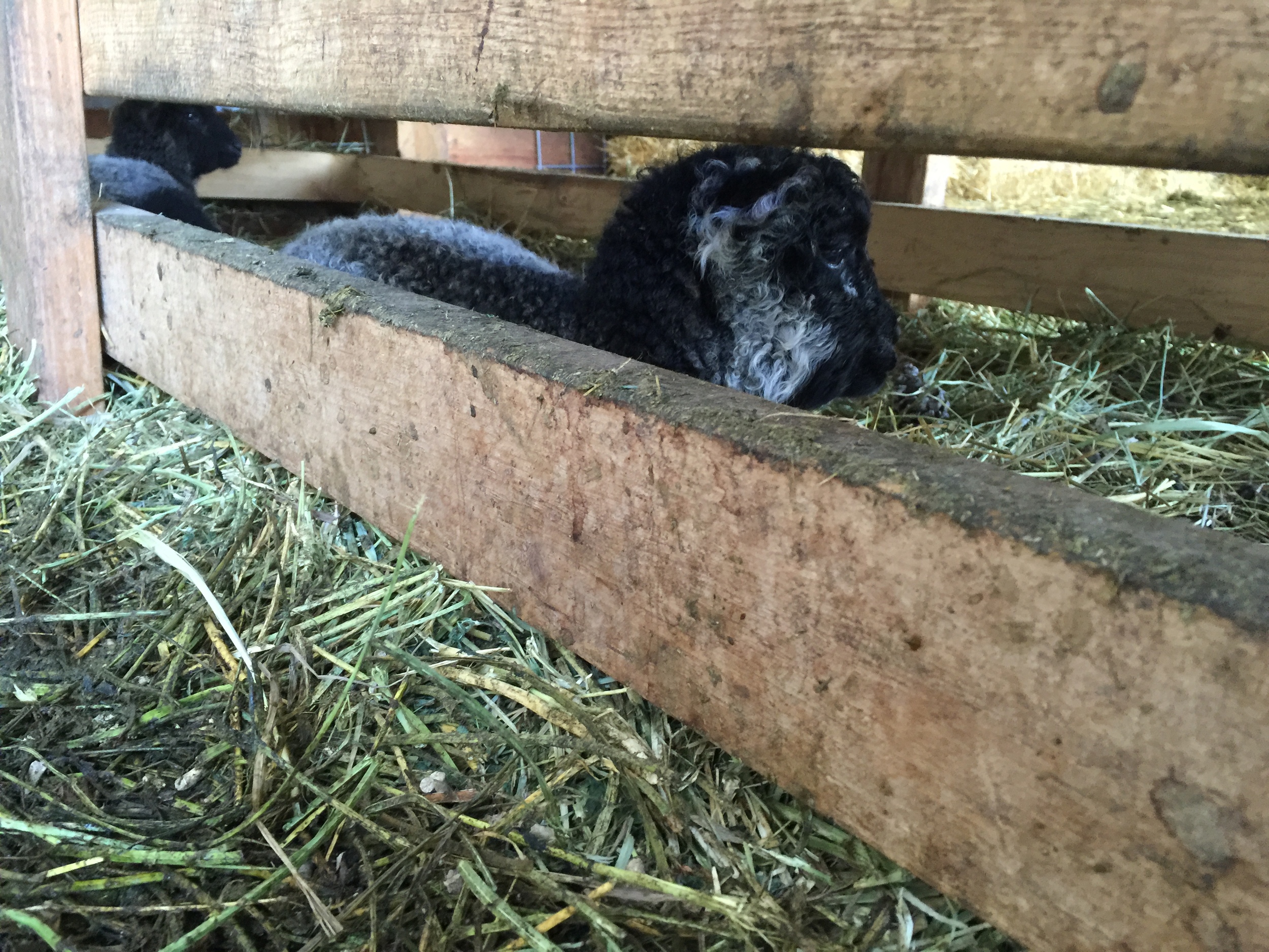 Under the hay feeder is the place to be.