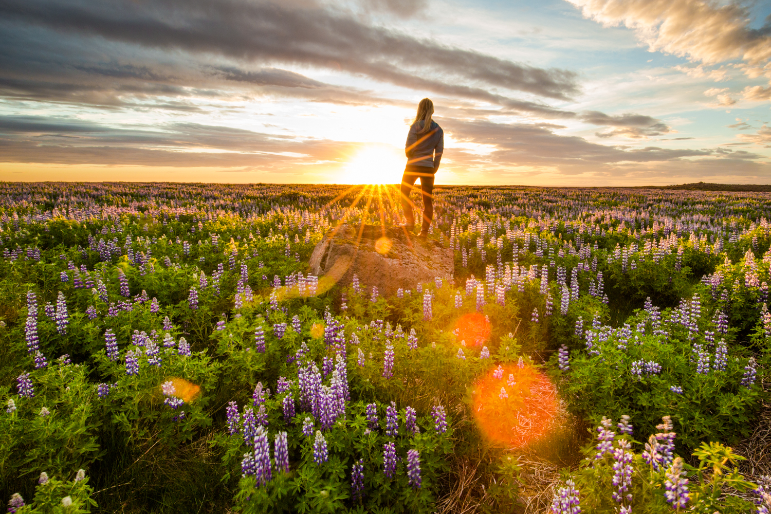 Fields of lupine that go on forever under a midnight sun. 