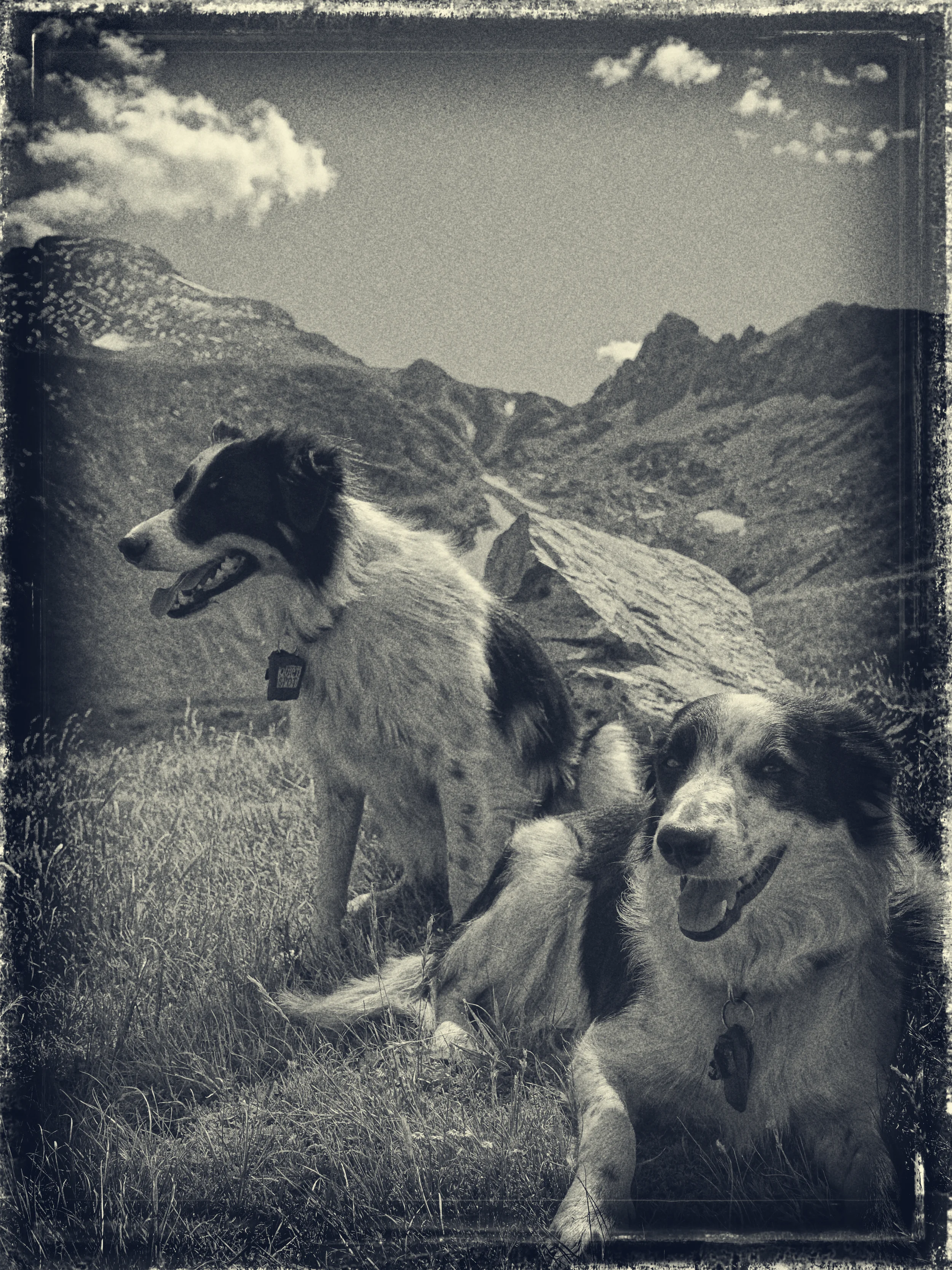 High Elevation Dogs