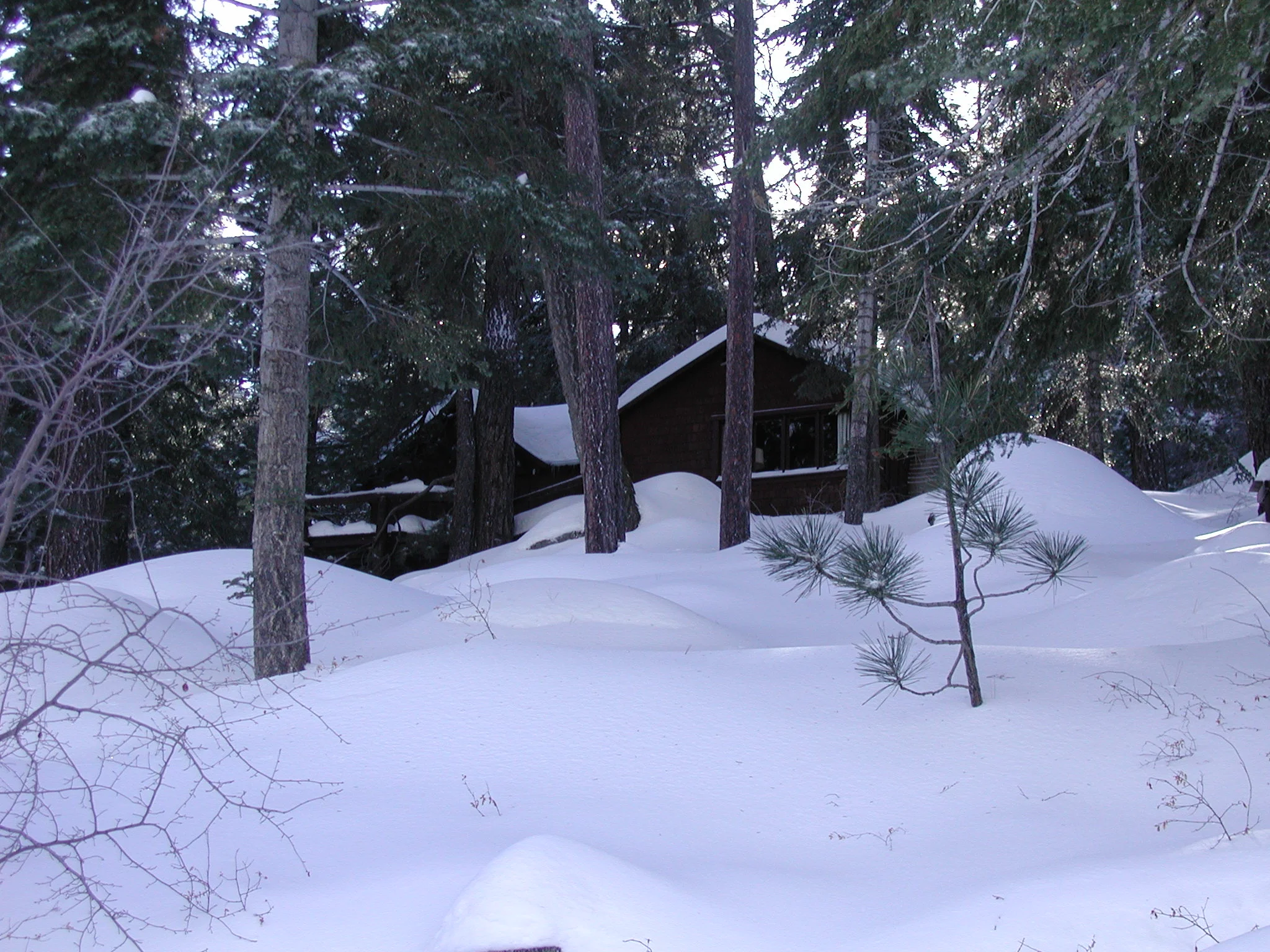 Looking uphill at Cabin 4 above Papoose Bay