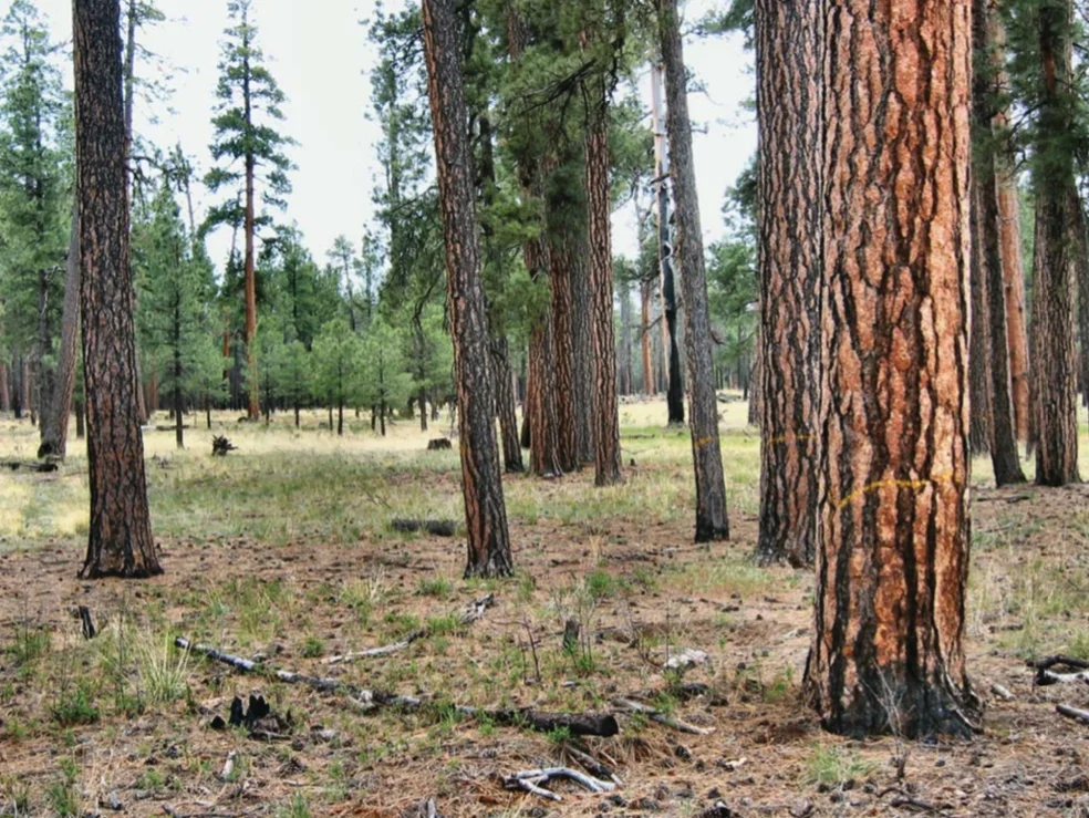 Healthy forests have low density, controlled ground cover, and ample room for all trees to thrive.
