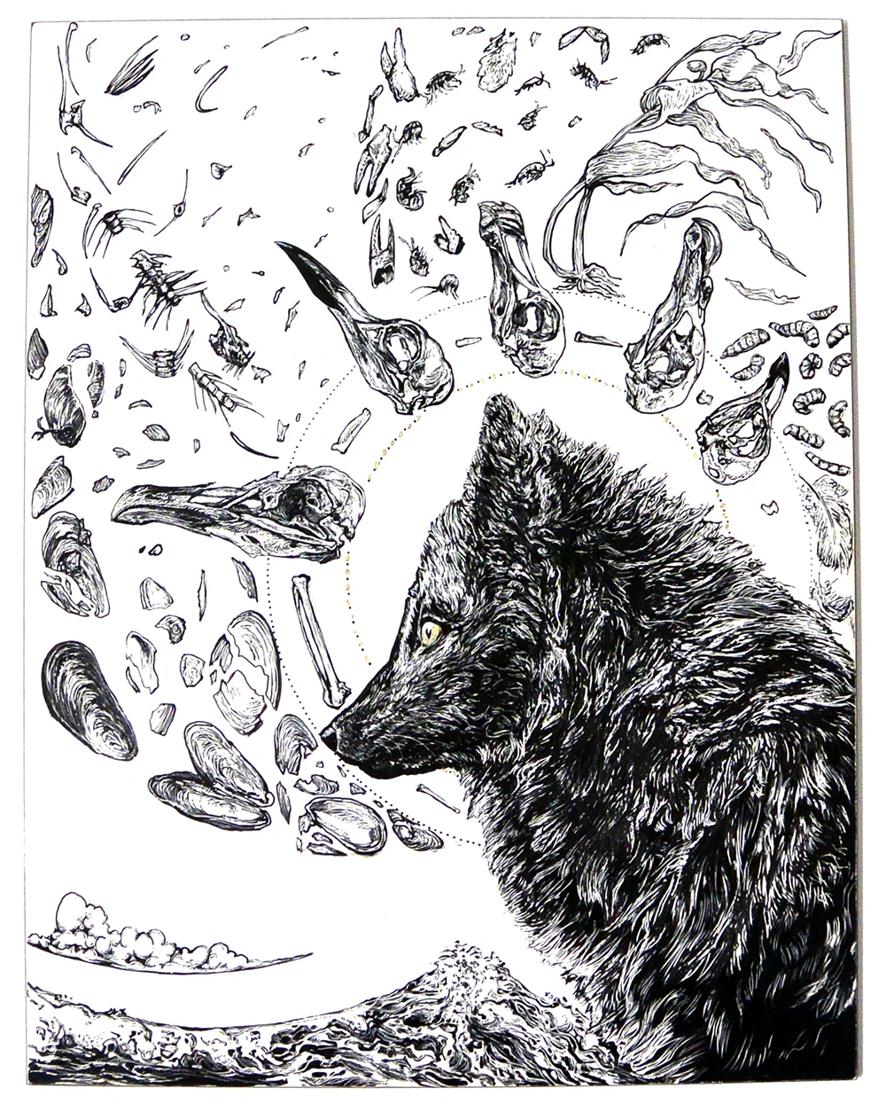 arctic fox.jpg