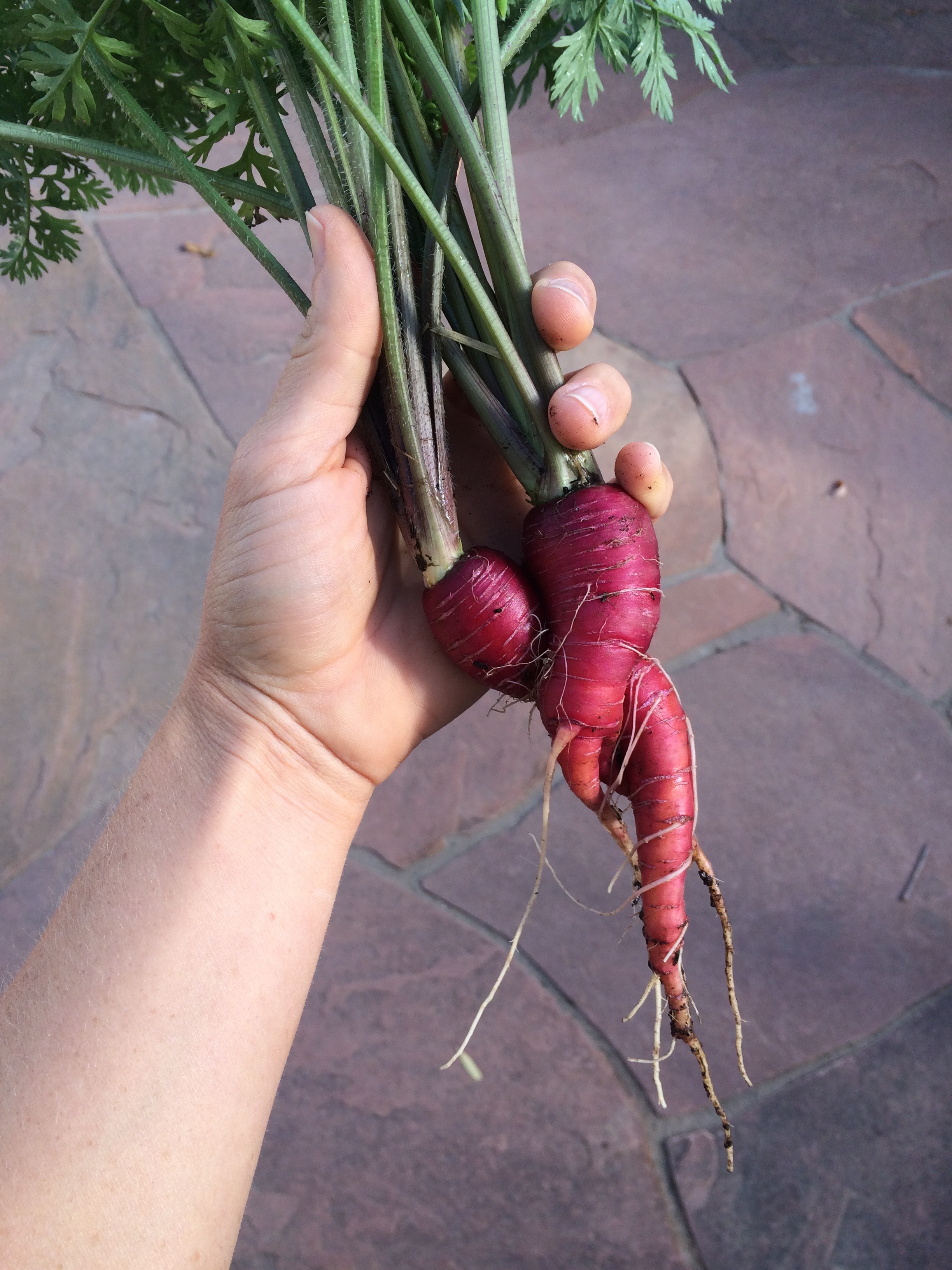 Carrot Love