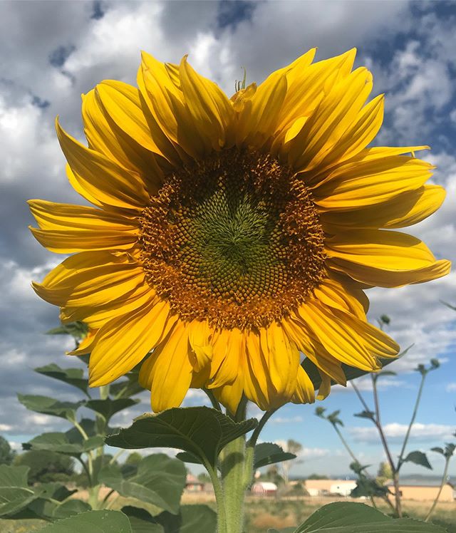 Good morning! I just sent this to a friend and decided it was too beautiful to keep between us alone....enjoy!
.
.
.
#beautyeveryday #walkinbeauty #gardenglory #sunflowerheaven #joyjoyjoy #nmskies