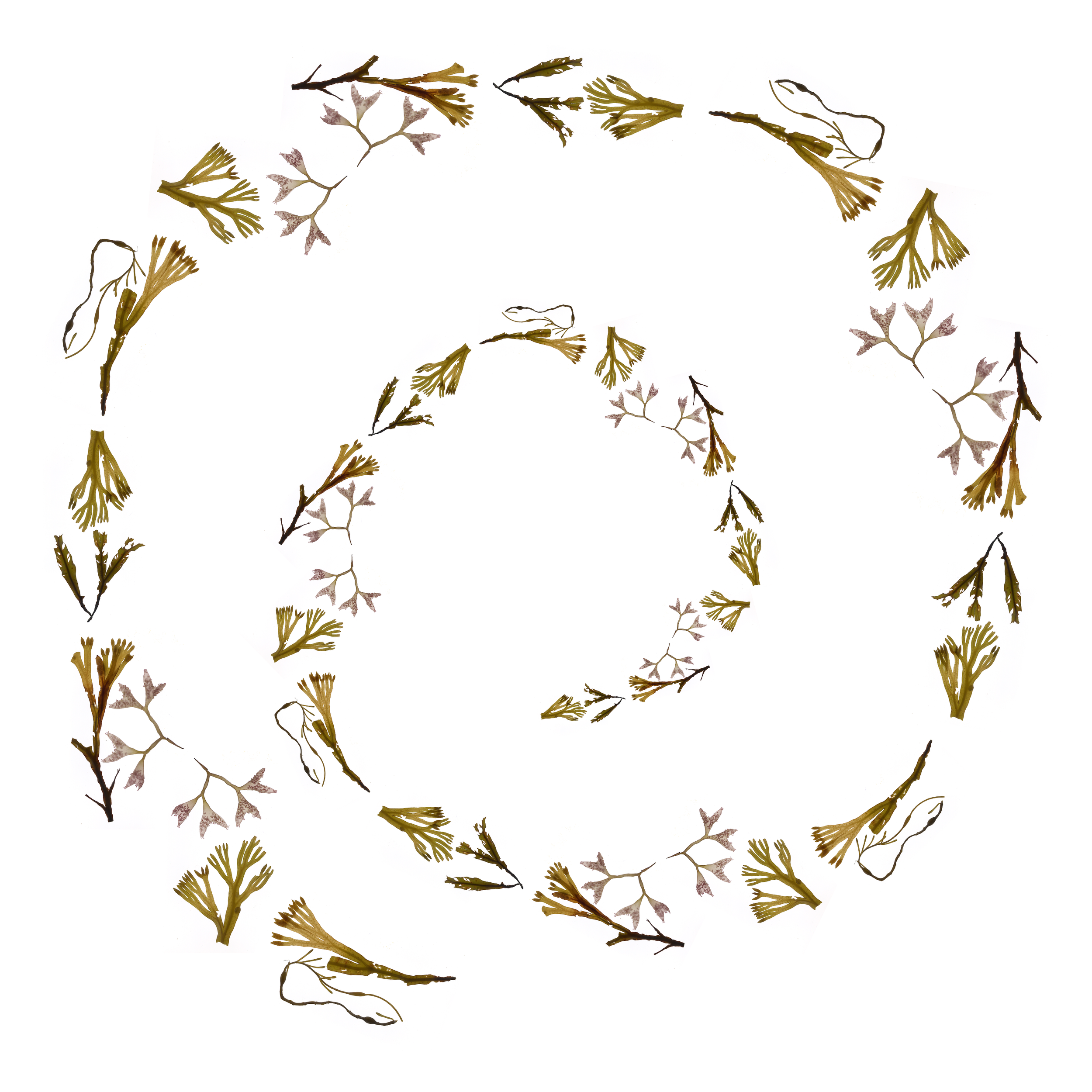 spiral.png
