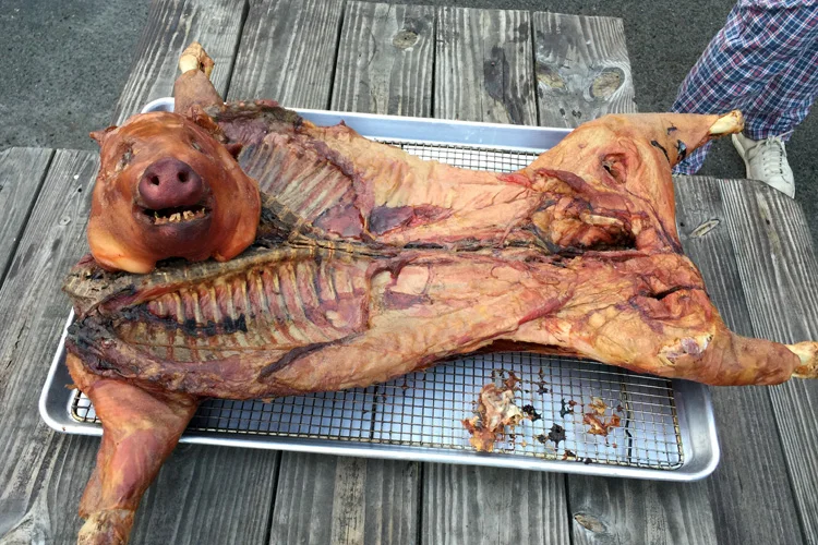 Whole hog just chilling out
