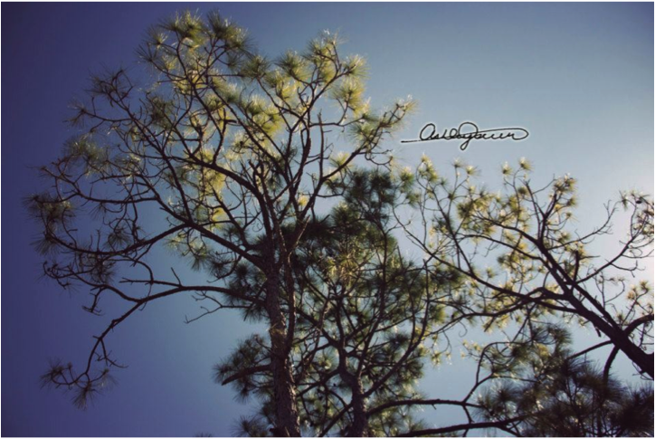 tree.png