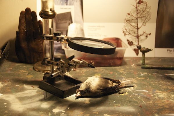 bird_study-1.jpg
