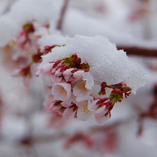 Sakura in the snow. #snowsakura #canonsakura2019 #sakura #sakura2019
