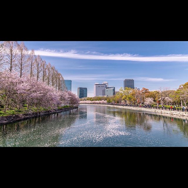 Springtime in Osaka #citylife #cityview #sakura #cherryblossom #japan