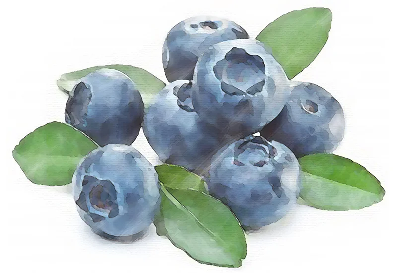 Bilberry.jpg