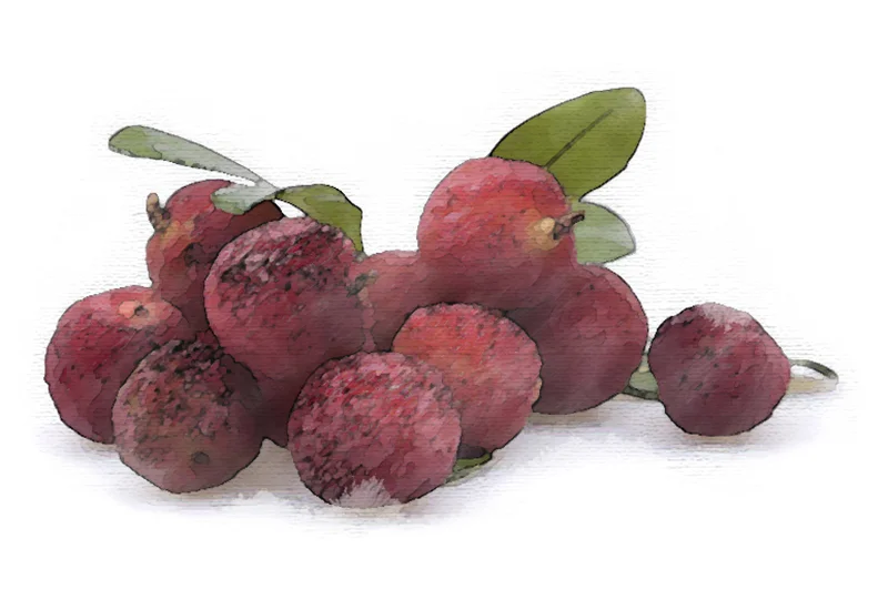 Yumberry.jpg