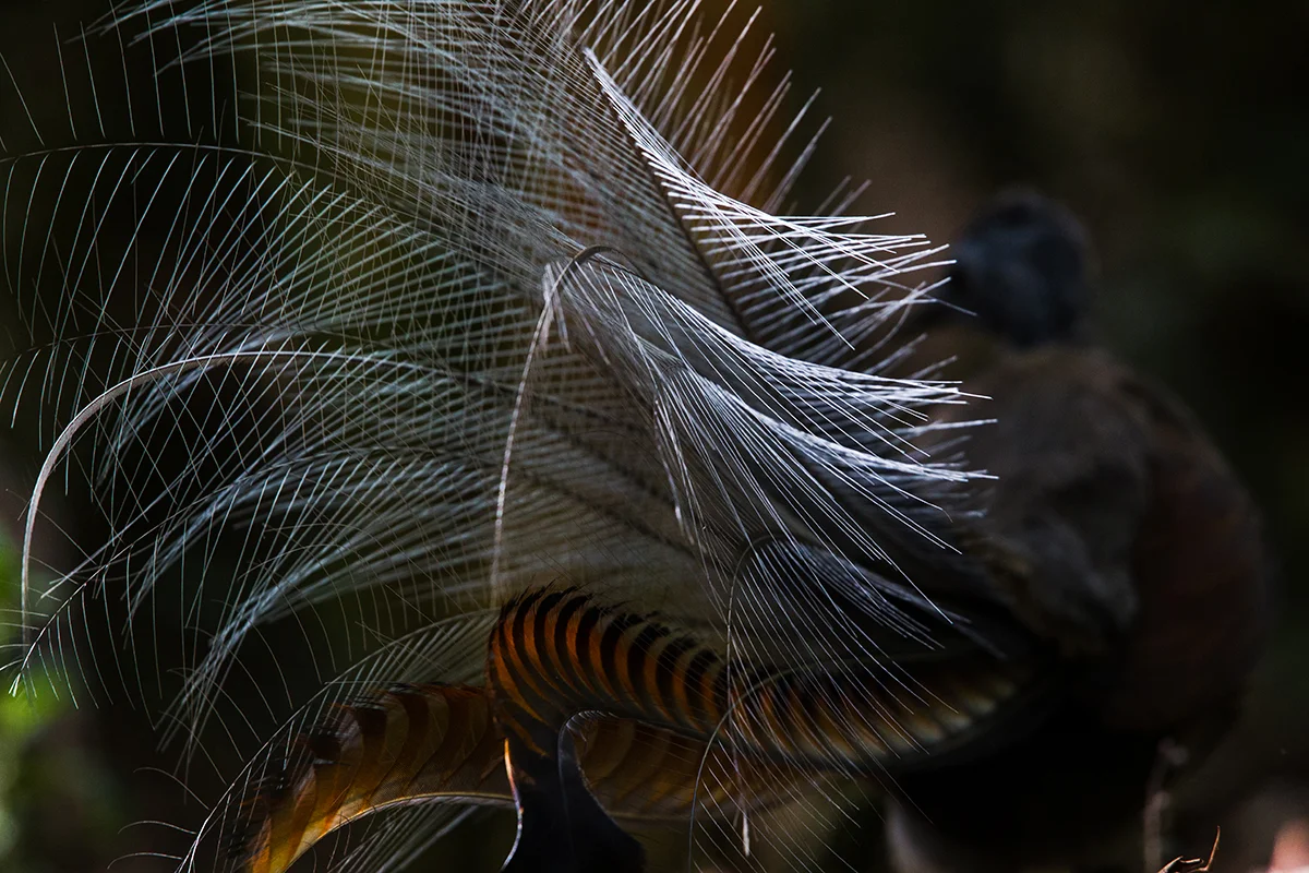 Superb Lyrebird, Gloucester River, Barrington Tops NP, February 2015-1-4.jpg