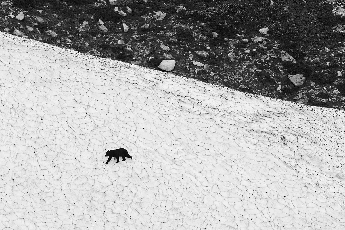 Asiatic Black Bear, near Jonengoya, Japan, August 2014-3.jpg