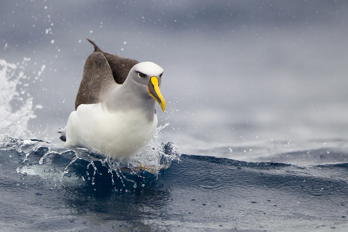 Buller's Albatross, off Eden, NSW, March 2011.jpg