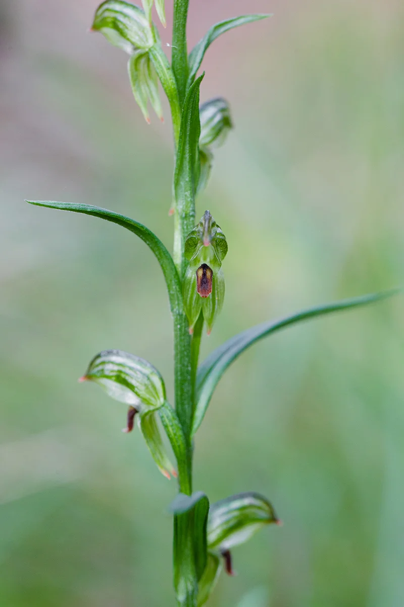 Pterostylis (Bunochilus) tunstallii, commonly known as Tunstall's Leafy Greenhood.