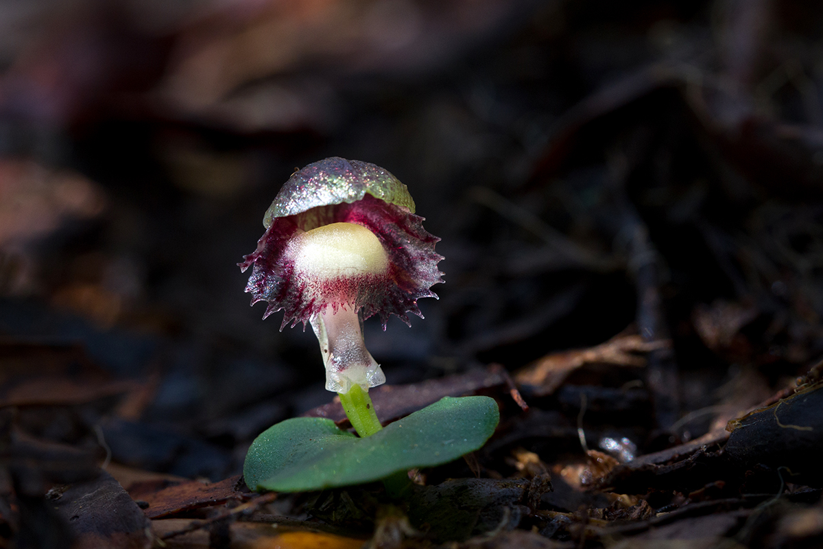 Corysanthes grumula, the Mountain Helmet Orchid.