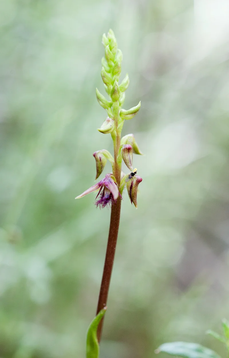 Corunastylis ectopa, the Brindabella Midge Orchid, with a small chloropid fly pollinator. Note the orchid pollinia on the back of the fly.