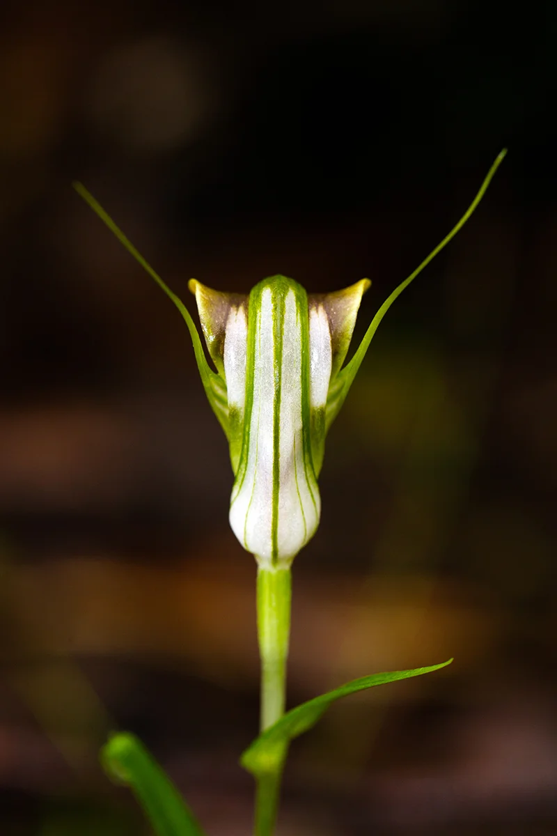 Pterostylis grandiflora, the Cobra Greenhood - so named because of the brown, flared edges to its hood.
