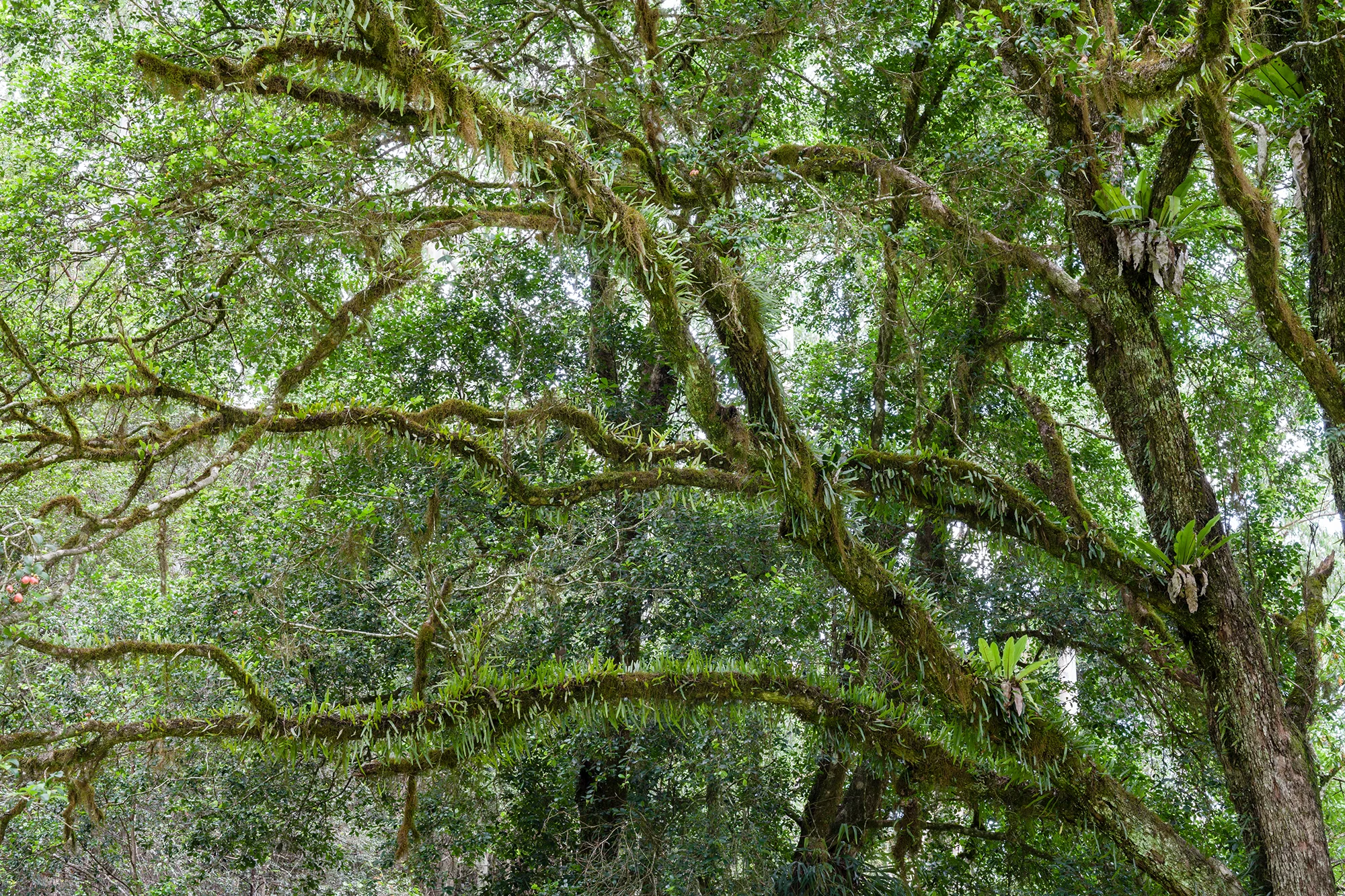 Tree at Gloucester River, Barrington Tops NP, February 2015-1.jpg