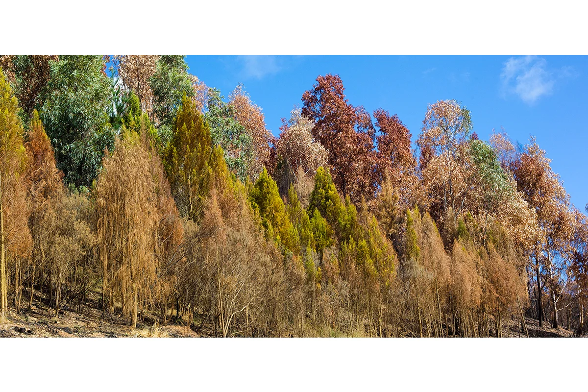 Trees transparent.jpg