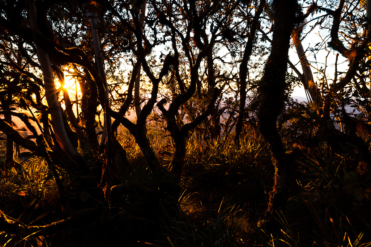 There is a little stand of Banksia at the top near Point Lookout, gnarly from the wind and dripping with moss. Beautiful at sunrise.
