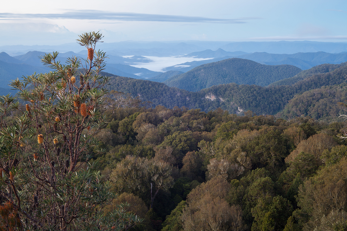Banksia above the beech forest at Wright's Lookout.