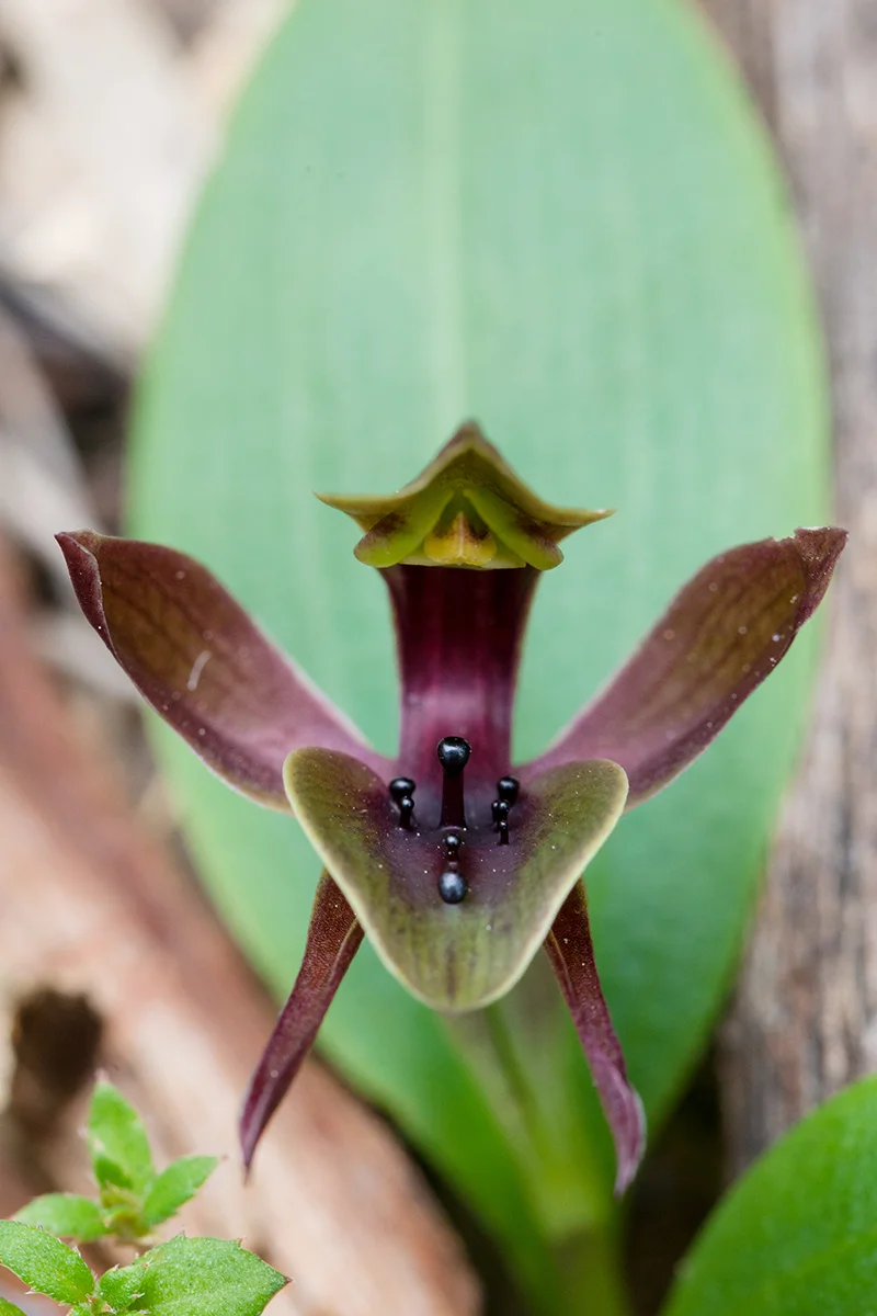 Chiloglottis valida, the Common or Large Bird Orchid.