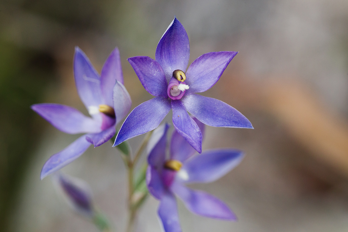 Thelymitra megcalyptra, the Swollen Sun Orchid.