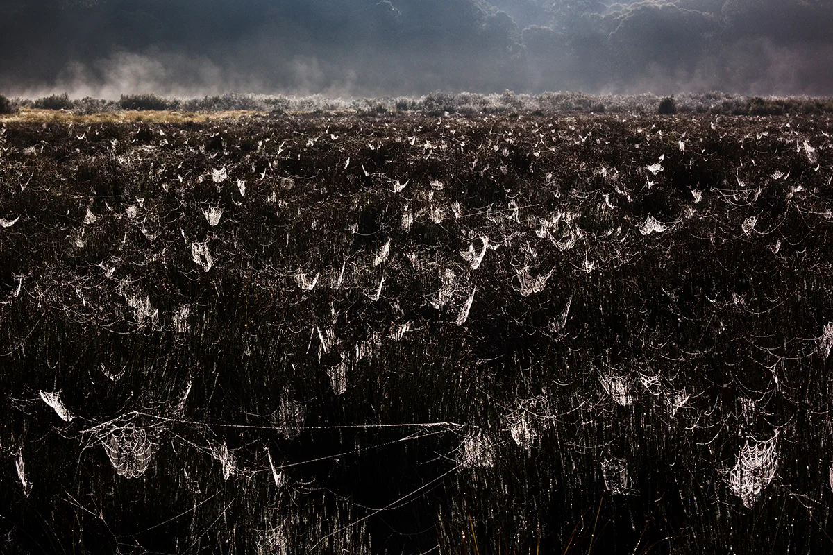 Spider web field, Polblue Swamp, Barrington Tops NP, February 2015-1.jpg
