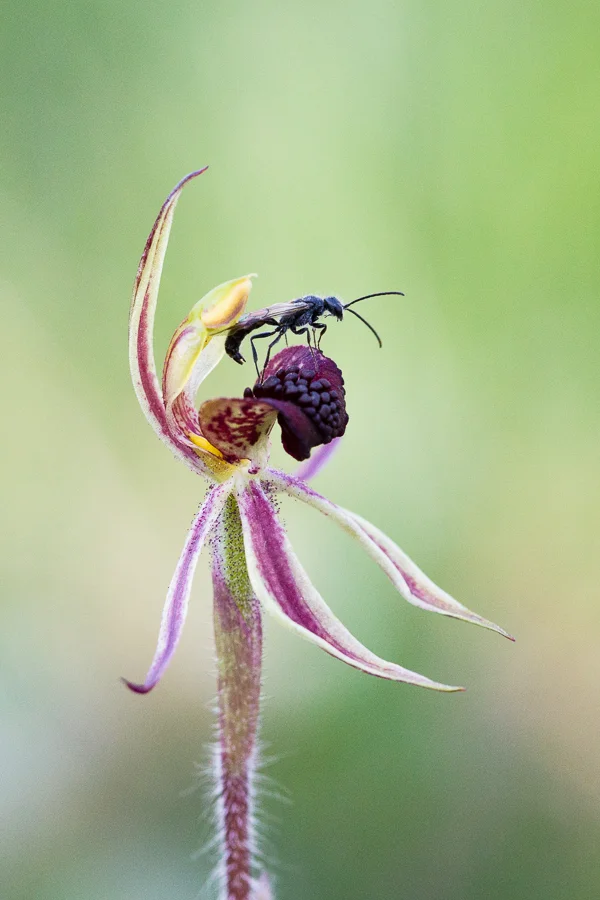 Caladenia actensis, the critically endangered Canberra Spider Orchid, with its newly discovered pollinating wasp. More info here .
