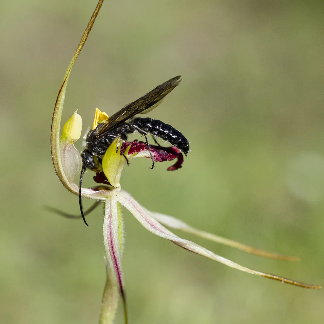 Caladenia phaeoclavia with mating thynnine wasp pollinator Lophocheilus anilitatus. Note the packets of pollen (=pollinia) have already been deposited on the thorax of the wasp.