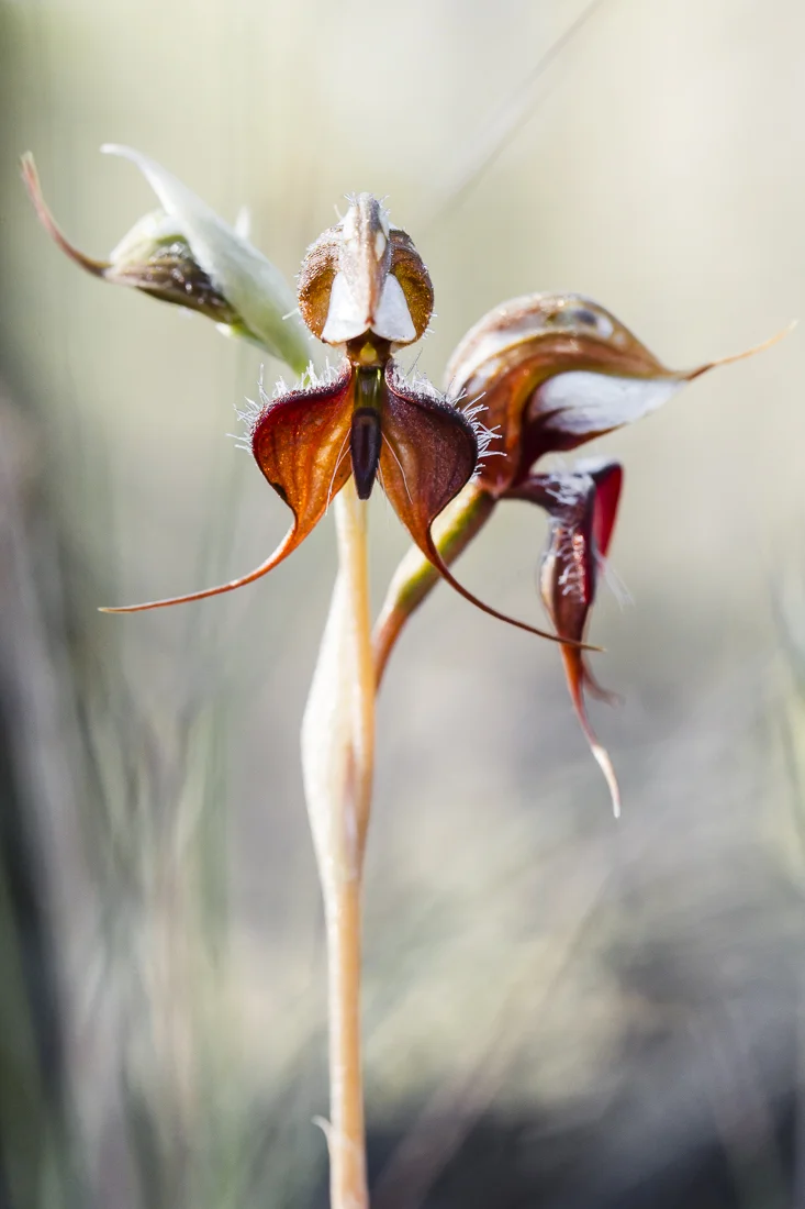 Pterostylis (Oligochaetochilus) boormanii, known as Baggy Britches or Sikh's Whiskers.