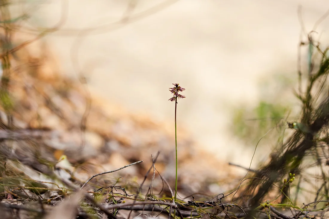 Midge orchids are not much bigger than a twig. Corunastylis ectopa, the Brindabella Midge Orchid.