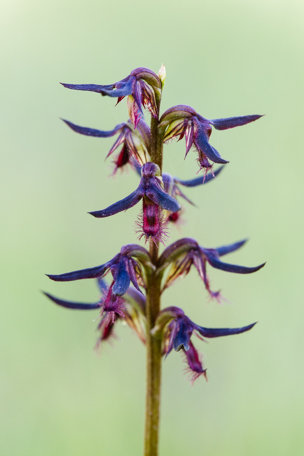 Corunastylis ostrina, the Purple Midge Orchid.