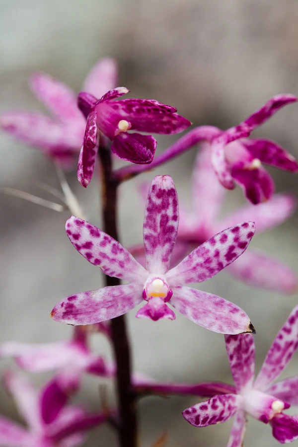 Dipodium punctatum, Blotched Hyacinth Orchid