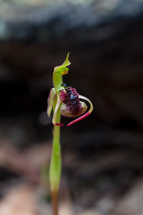 Chiloglottis trilabra, the Tall or Long-clubbed Wasp Orchid.