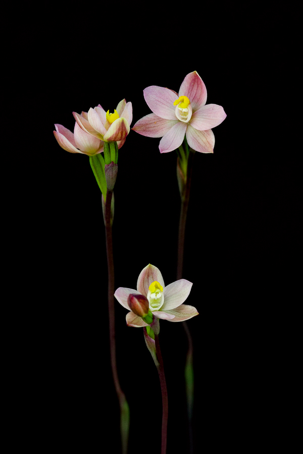 Thelymitra carnea, the Pink Sun Orchid.