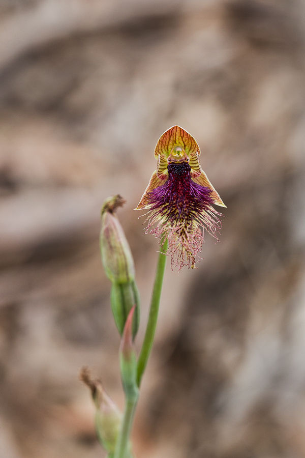 Calochilus platychilus, the Purple Beard Orchid.
