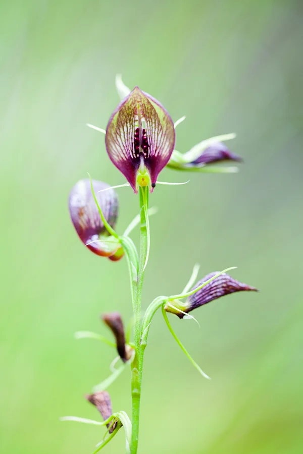 Cryptostylis erecta, the Bonnet Orchid.
