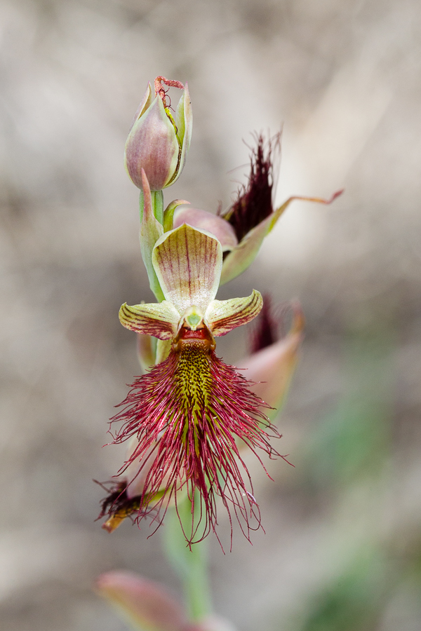 Calochilus paludosus, the Red Beard Orchid.