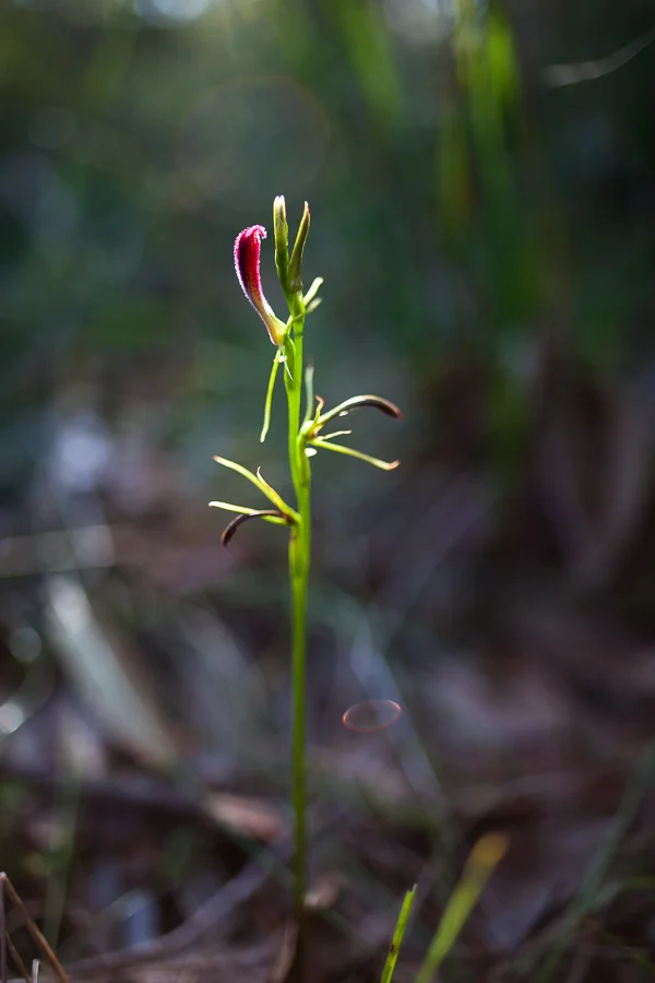 Cryptostylis hunteriana, the Leafless Tongue Orchid.