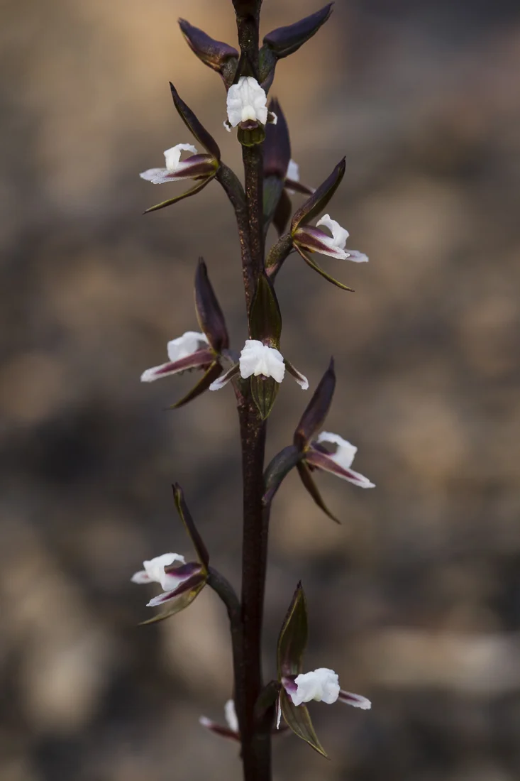 Prasophyllum brevilabre, the Short-lipped Leak Orchid.